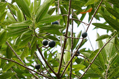 Elaeocarpus angustifolius